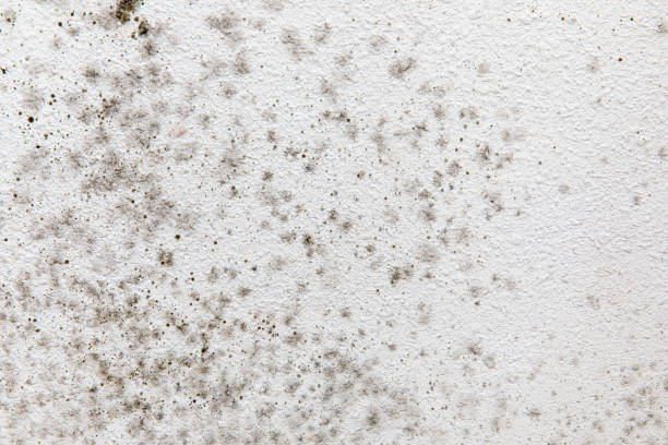  Wayne, PA Mold Removal Pros