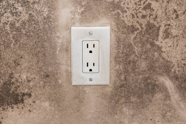 Best Attic Mold Removal  in Wayne, PA