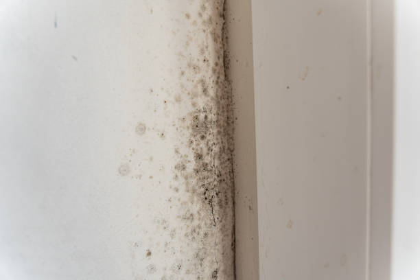 Best Forensic Mold Investigation  in Wayne, PA